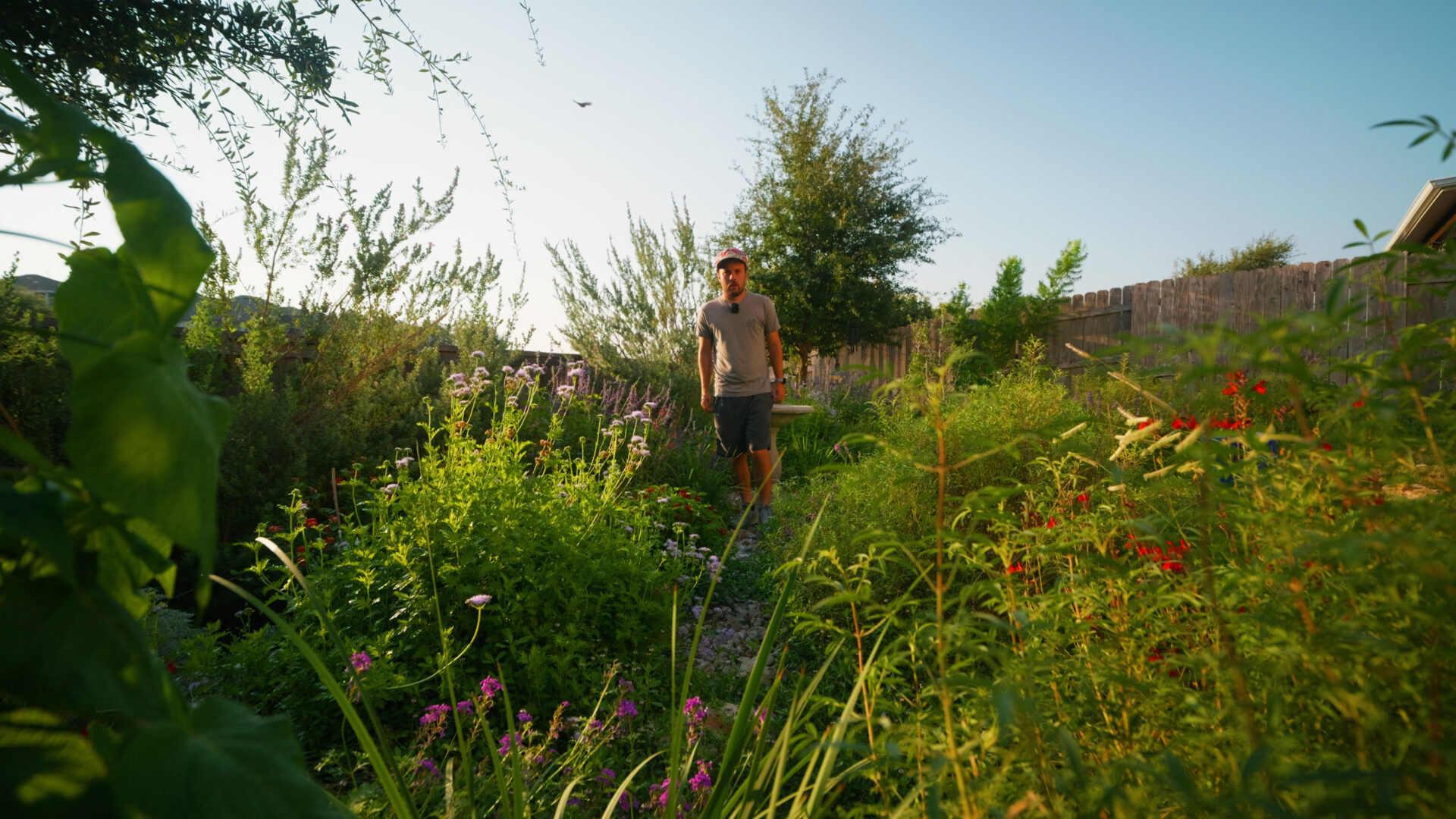 Dense native wildflower garden with a birdbath in a Central Texas suburban backyard, supporting birds and pollinators